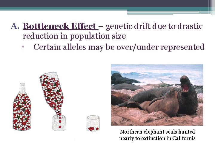 A. Bottleneck Effect – genetic drift due to drastic reduction in population size ▫
