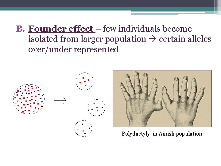 B. Founder effect – few individuals become isolated from larger population certain alleles over/under