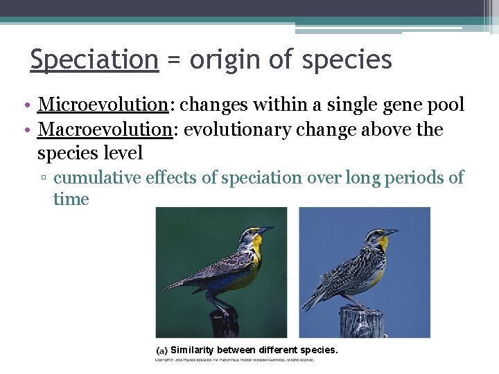 Speciation = origin of species • Microevolution: changes within a single gene pool •