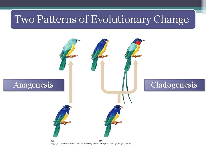 Two Patterns of Evolutionary Change Anagenesis Cladogenesis 