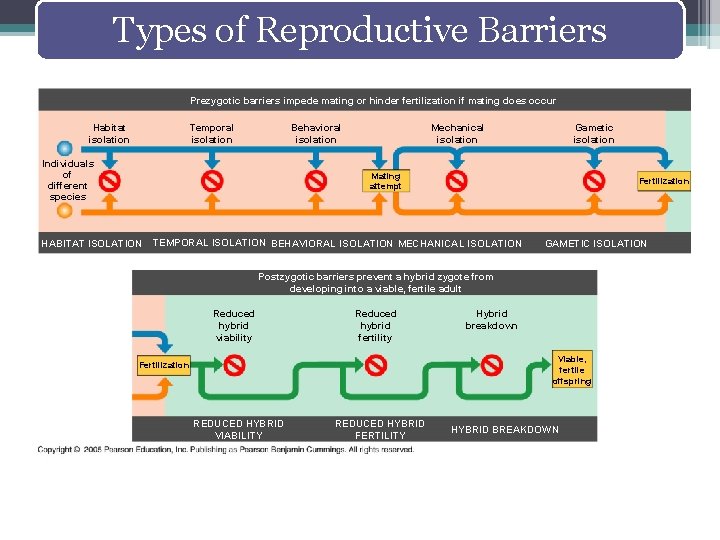 Types of Reproductive Barriers Prezygotic barriers impede mating or hinder fertilization if mating does