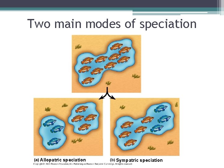 Two main modes of speciation Allopatric speciation Sympatric speciation 