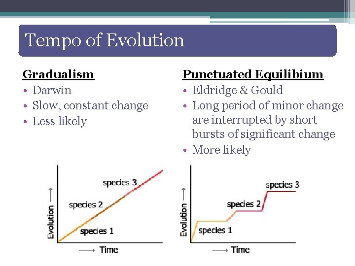 Tempo of Evolution Gradualism • Darwin • Slow, constant change • Less likely Punctuated