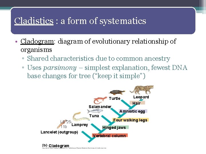 Cladistics : a form of systematics • Cladogram: diagram of evolutionary relationship of organisms