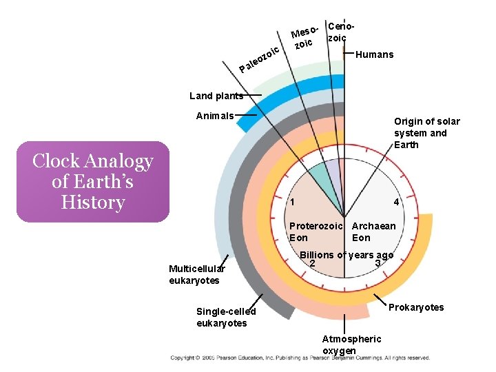 ic o oz o- Ceno. Mes zoic le Pa Humans Land plants Animals Clock