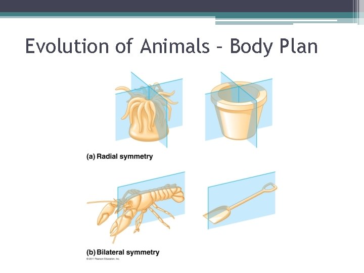 Evolution of Animals – Body Plan 