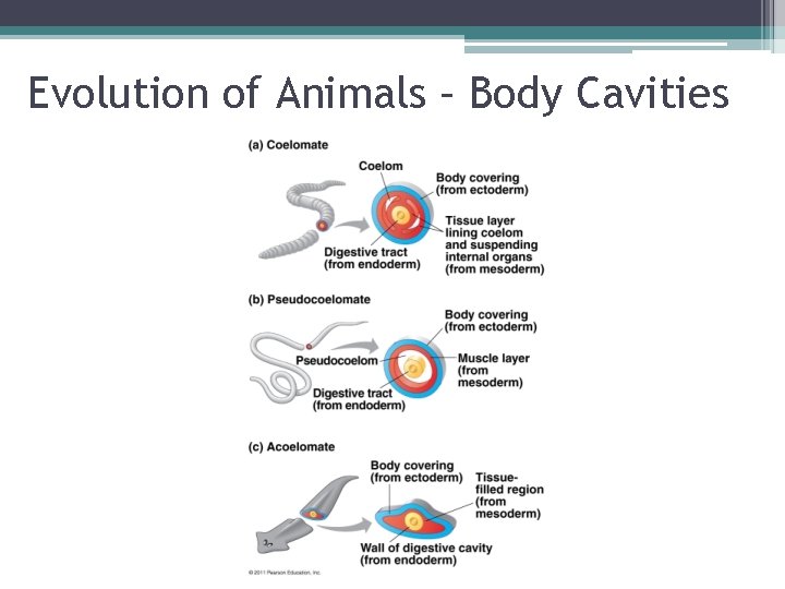 Evolution of Animals – Body Cavities 