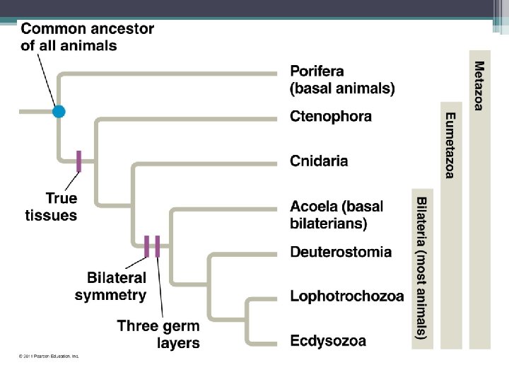 Evolution of Animals 