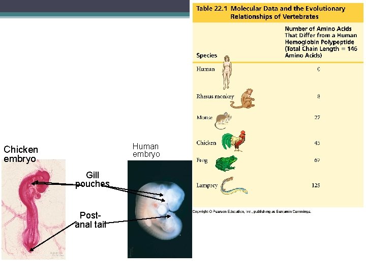 Human embryo Chicken embryo Gill pouches Postanal tail 