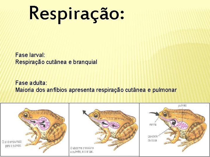 Respiração: Fase larval: Respiração cutânea e branquial Fase adulta: Maioria dos anfíbios apresenta respiração