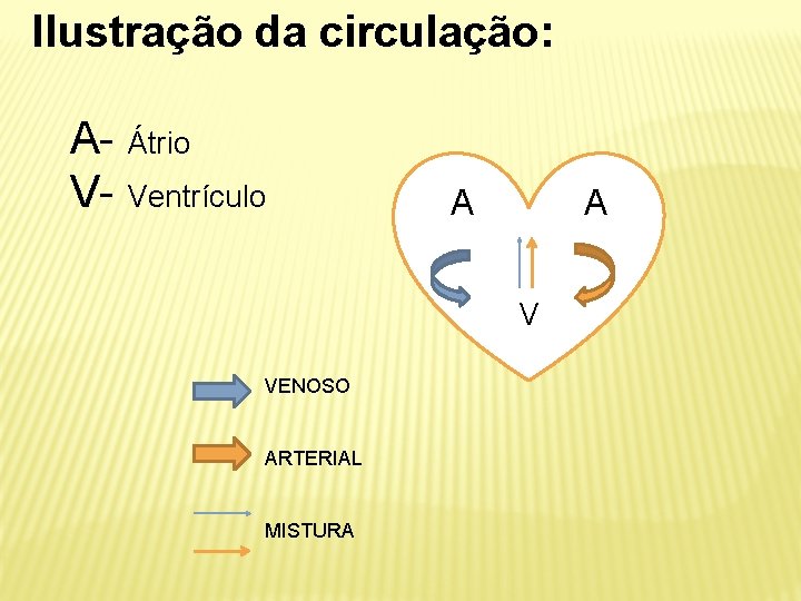 Ilustração da circulação: A- Átrio V- Ventrículo A V VENOSO ARTERIAL MISTURA 