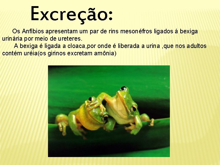 Excreção: Os Anfíbios apresentam um par de rins mesonéfros ligados á bexiga urinária por