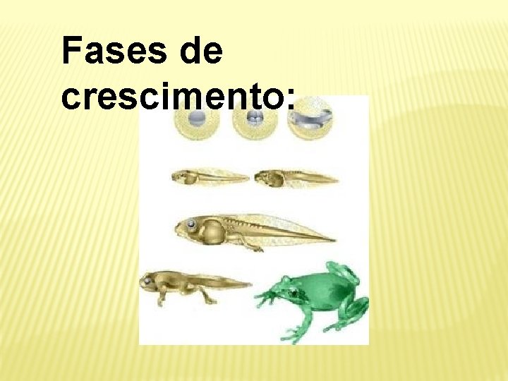 Fases de crescimento: 