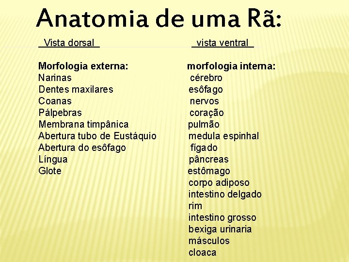 Anatomia de uma Rã: Vista dorsal vista ventral _ Morfologia externa: morfologia interna: Narinas