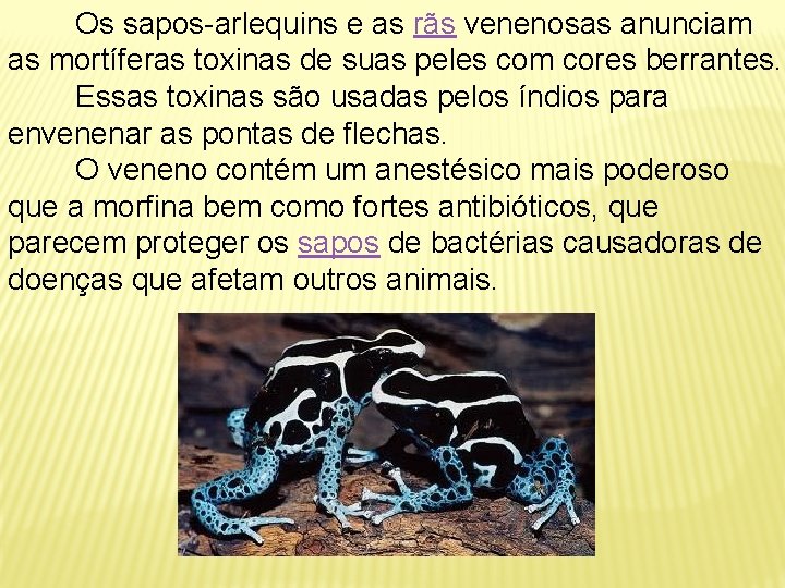  Os sapos-arlequins e as rãs venenosas anunciam as mortíferas toxinas de suas peles