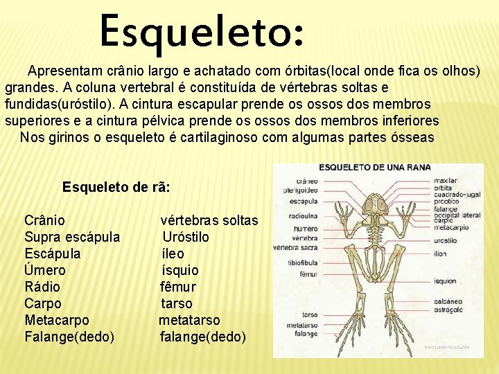 Esqueleto: Apresentam crânio largo e achatado com órbitas(local onde fica os olhos) grandes. A