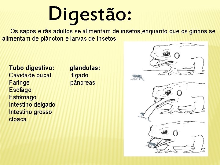 Digestão: Os sapos e rãs adultos se alimentam de insetos, enquanto que os girinos