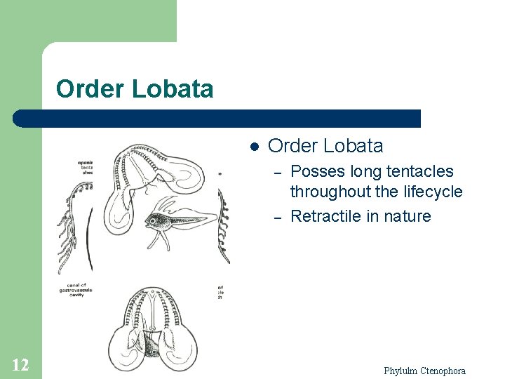 Order Lobata l Order Lobata – – 12 Posses long tentacles throughout the lifecycle