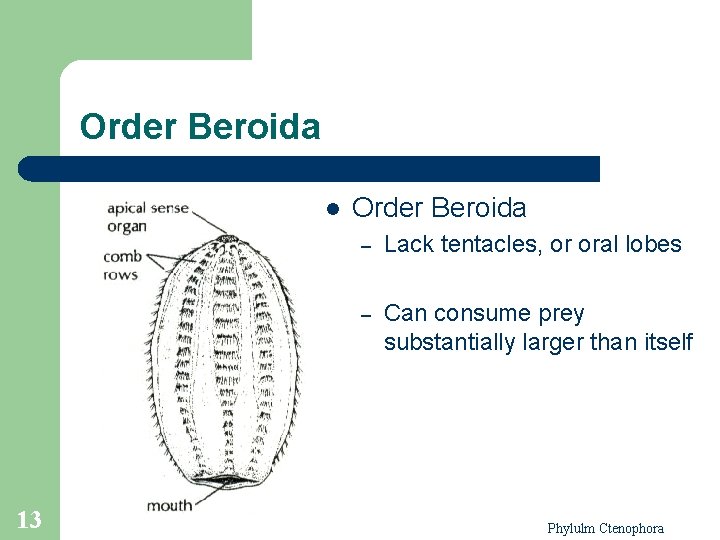 Order Beroida l 13 Order Beroida – Lack tentacles, or oral lobes – Can