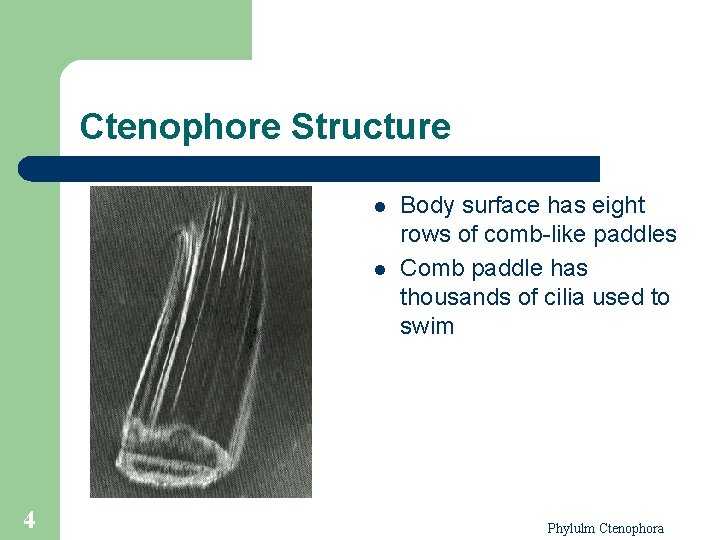 Ctenophore Structure l l 4 Body surface has eight rows of comb-like paddles Comb