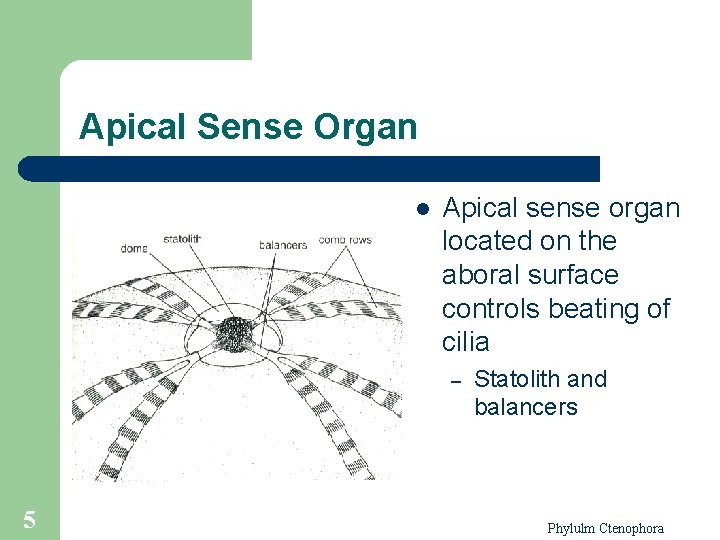 Apical Sense Organ l Apical sense organ located on the aboral surface controls beating