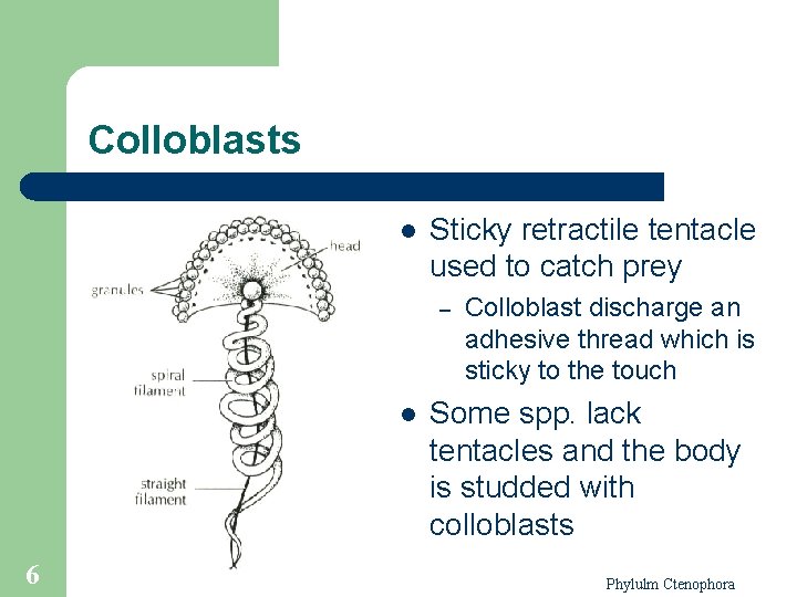 Colloblasts l Sticky retractile tentacle used to catch prey – l 6 Colloblast discharge