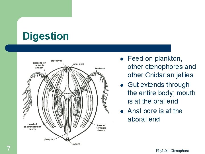 Digestion l l l 7 Feed on plankton, other ctenophores and other Cnidarian jellies