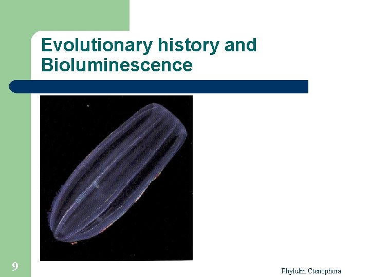 Evolutionary history and Bioluminescence 9 Phylulm Ctenophora 