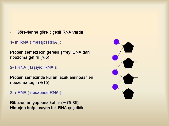  • Görevlerine göre 3 çeşit RNA vardır. 1 - m RNA ( mesajcı