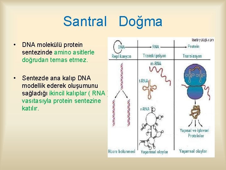 Santral Doğma • DNA molekülü protein sentezinde amino asitlerle doğrudan temas etmez. • Sentezde