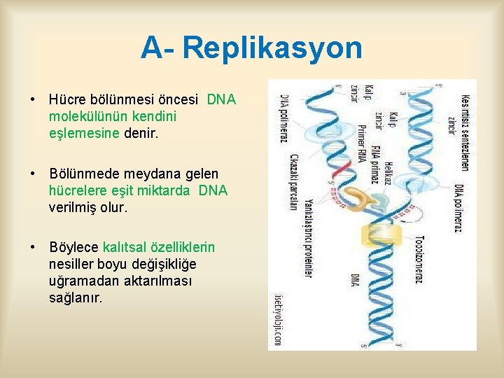 A- Replikasyon • Hücre bölünmesi öncesi DNA molekülünün kendini eşlemesine denir. • Bölünmede meydana