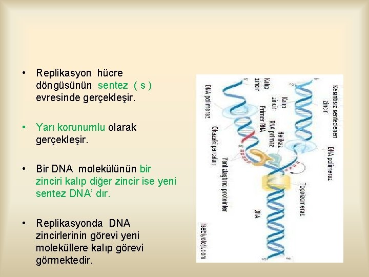  • Replikasyon hücre döngüsünün sentez ( s ) evresinde gerçekleşir. • Yarı korunumlu