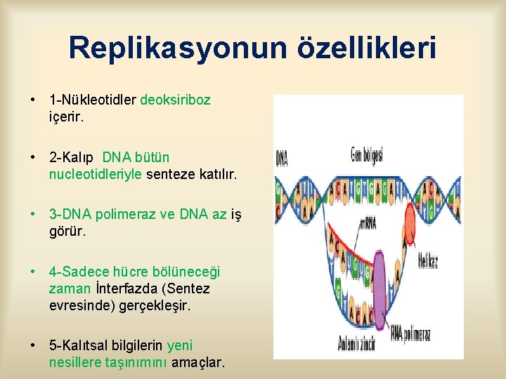 Replikasyonun özellikleri • 1 -Nükleotidler deoksiriboz içerir. • 2 -Kalıp DNA bütün nucleotidleriyle senteze