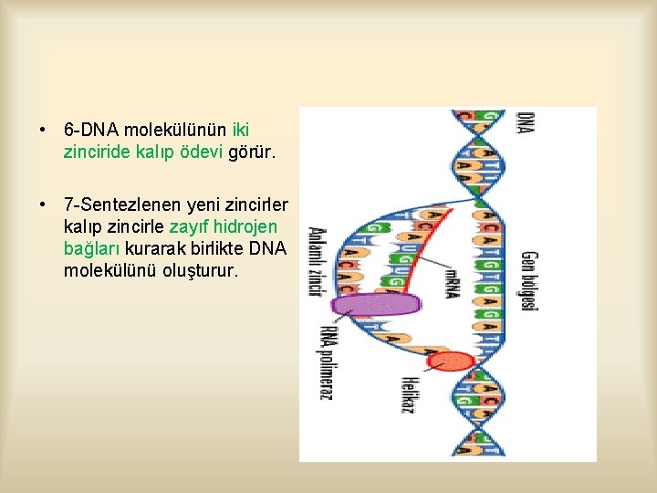  • 6 -DNA molekülünün iki zinciride kalıp ödevi görür. • 7 -Sentezlenen yeni