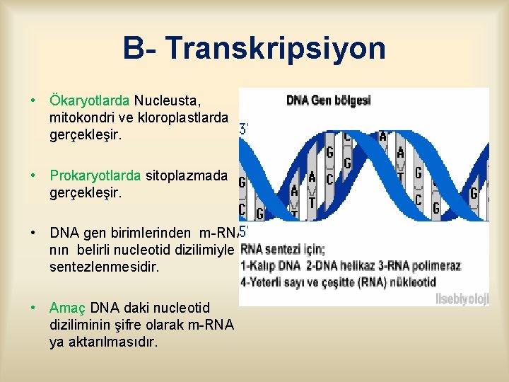 B- Transkripsiyon • Ökaryotlarda Nucleusta, mitokondri ve kloroplastlarda gerçekleşir. • Prokaryotlarda sitoplazmada gerçekleşir. •