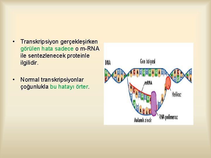  • Transkripsiyon gerçekleşirken görülen hata sadece o m-RNA ile sentezlenecek proteinle ilgilidir. •