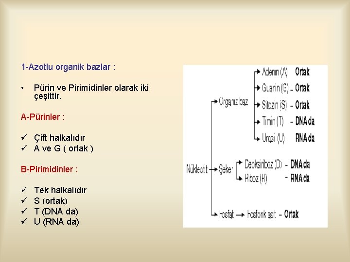1 -Azotlu organik bazlar : • Pürin ve Pirimidinler olarak iki çeşittir. A-Pürinler :