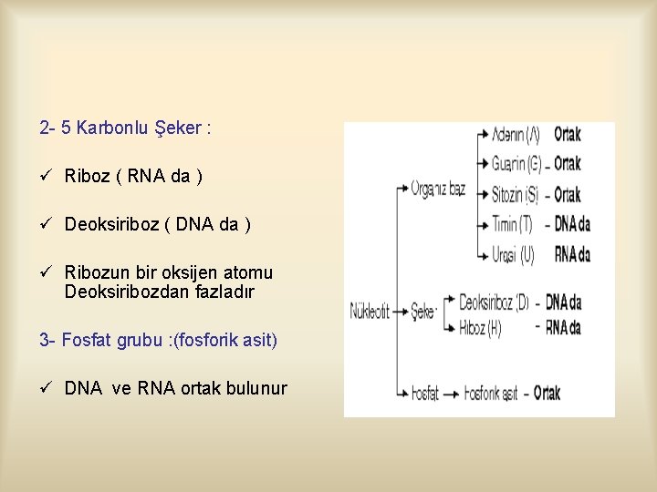 2 - 5 Karbonlu Şeker : ü Riboz ( RNA da ) ü Deoksiriboz