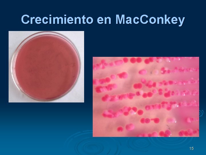 Crecimiento en Mac. Conkey 15 