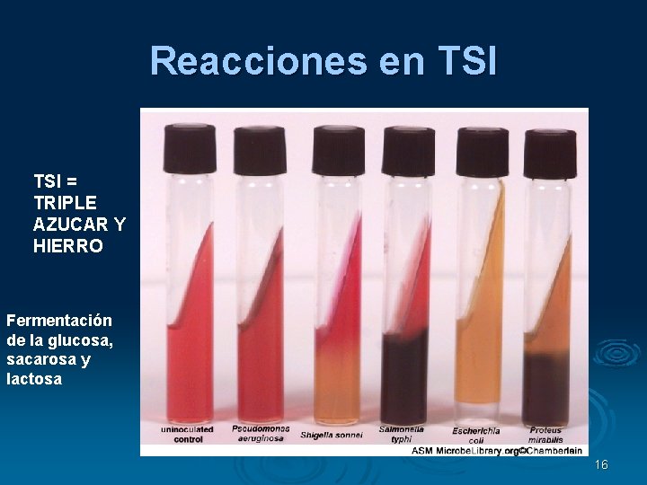 Reacciones en TSI = TRIPLE AZUCAR Y HIERRO Fermentación de la glucosa, sacarosa y