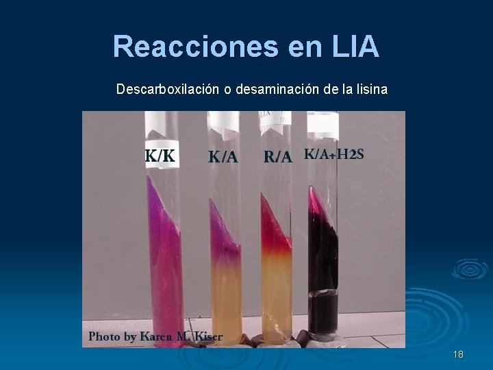 Reacciones en LIA Descarboxilación o desaminación de la lisina 18 