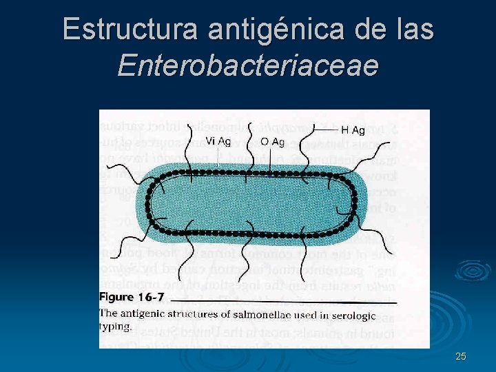 Estructura antigénica de las Enterobacteriaceae 25 