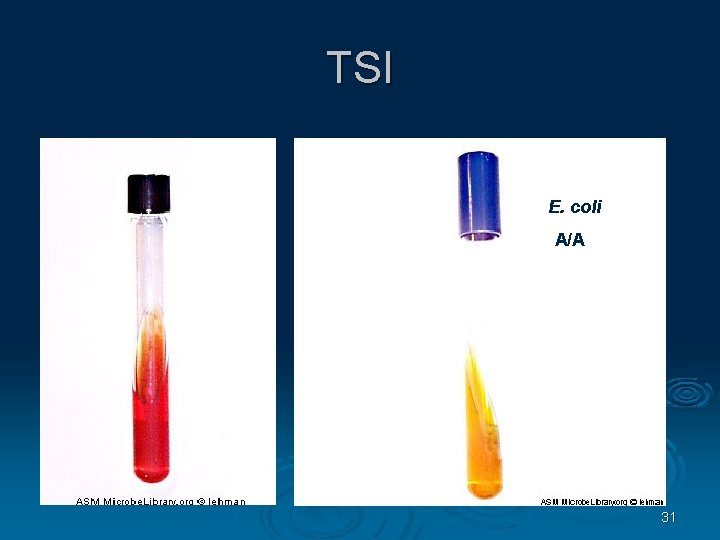 TSI E. coli A/A 31 