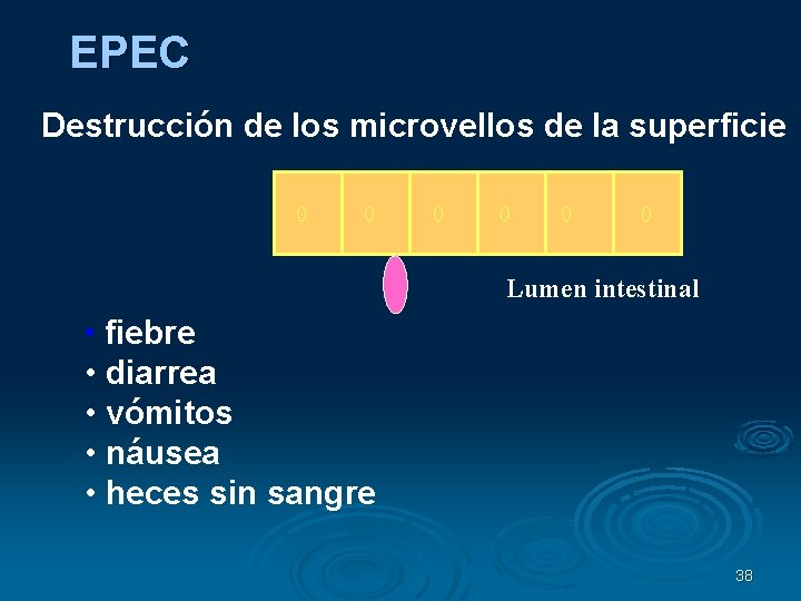 EPEC Destrucción de los microvellos de la superficie Lumen intestinal • fiebre • diarrea