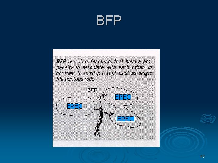 BFP EPEC 47 