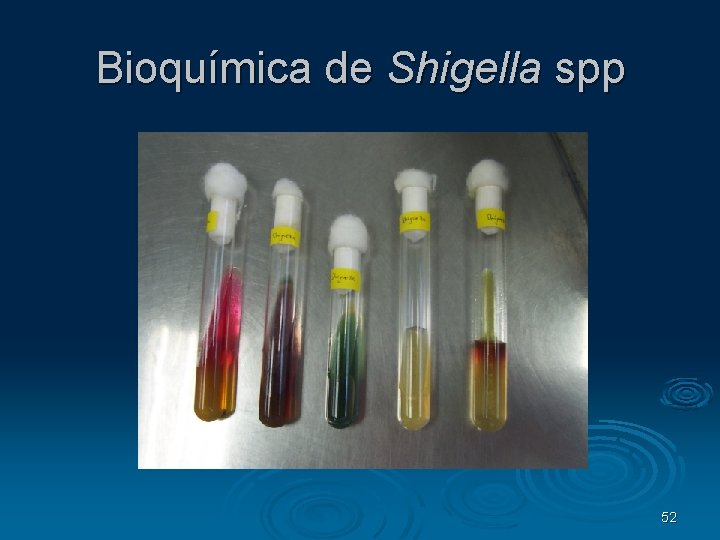 Bioquímica de Shigella spp 52 