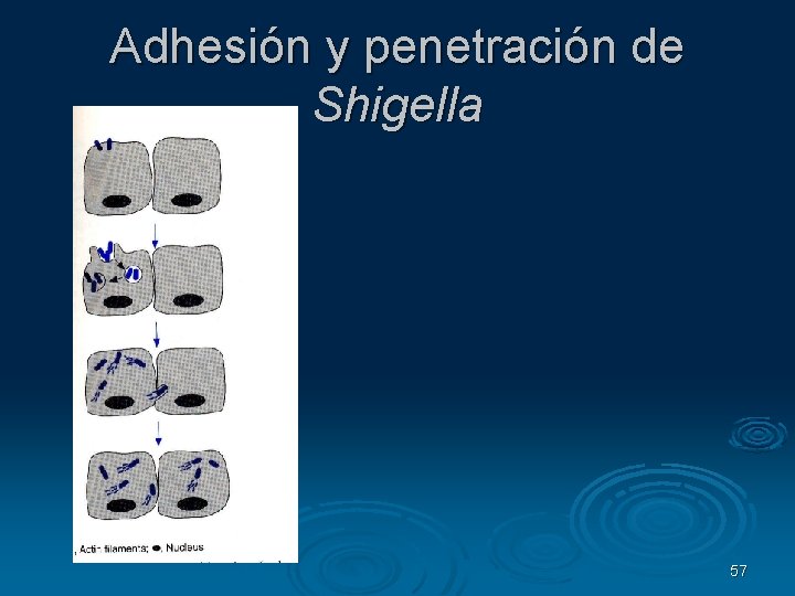 Adhesión y penetración de Shigella 57 