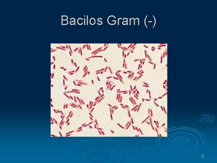 Bacilos Gram (-) 6 