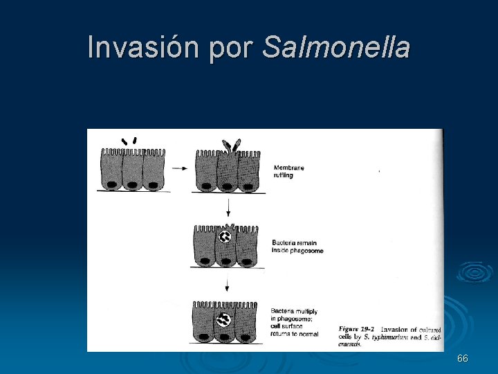 Invasión por Salmonella 66 
