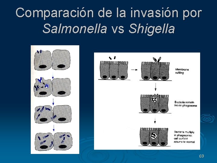 Comparación de la invasión por Salmonella vs Shigella 69 